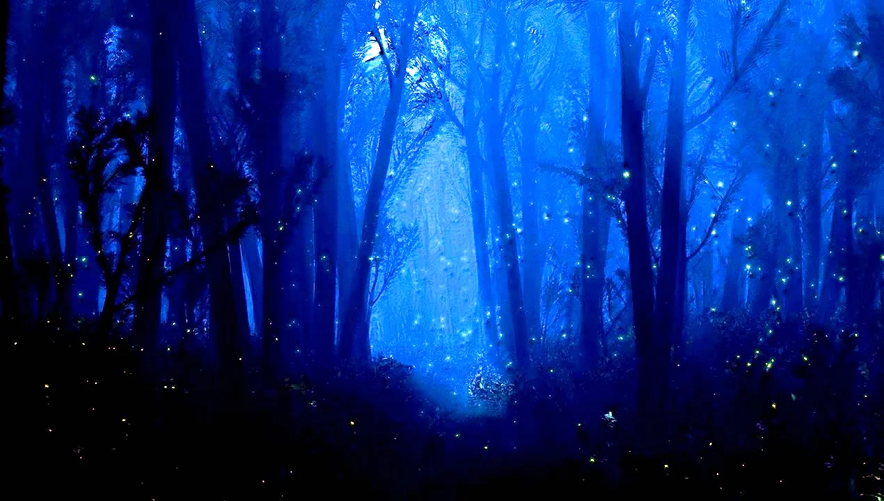Ночной лес для обработки