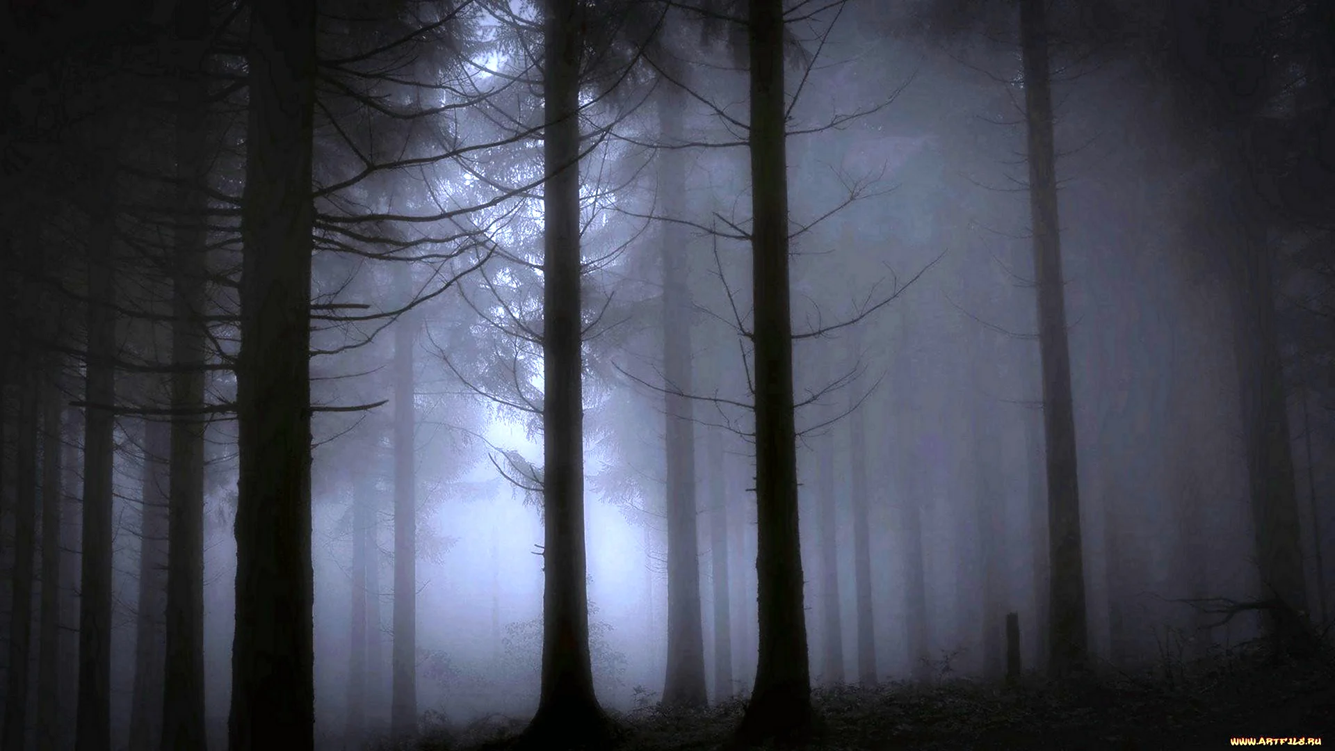 Ночной туманный лес