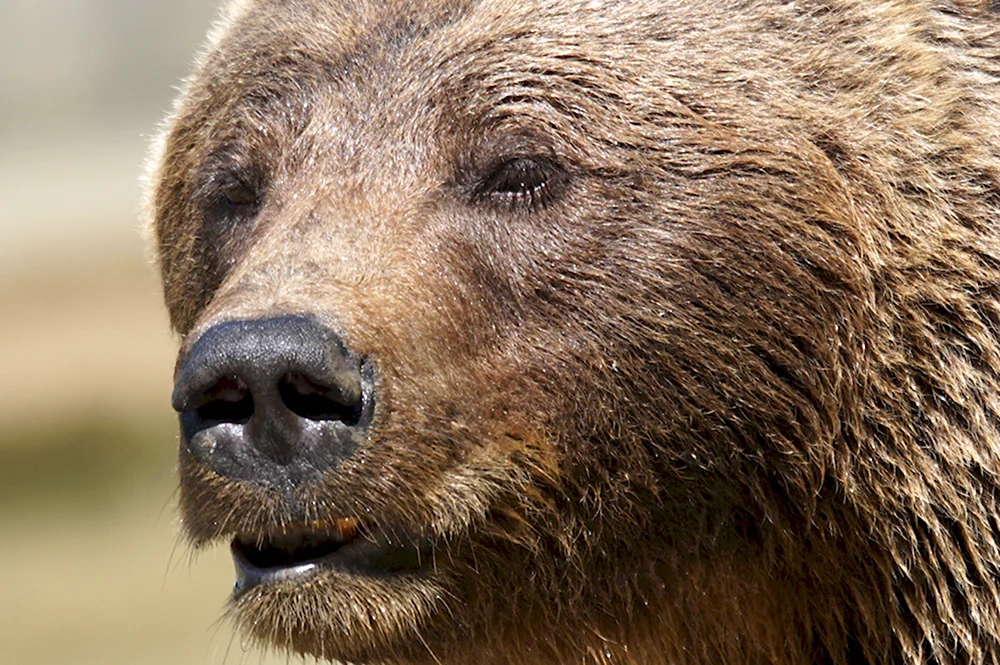 Нос медведя