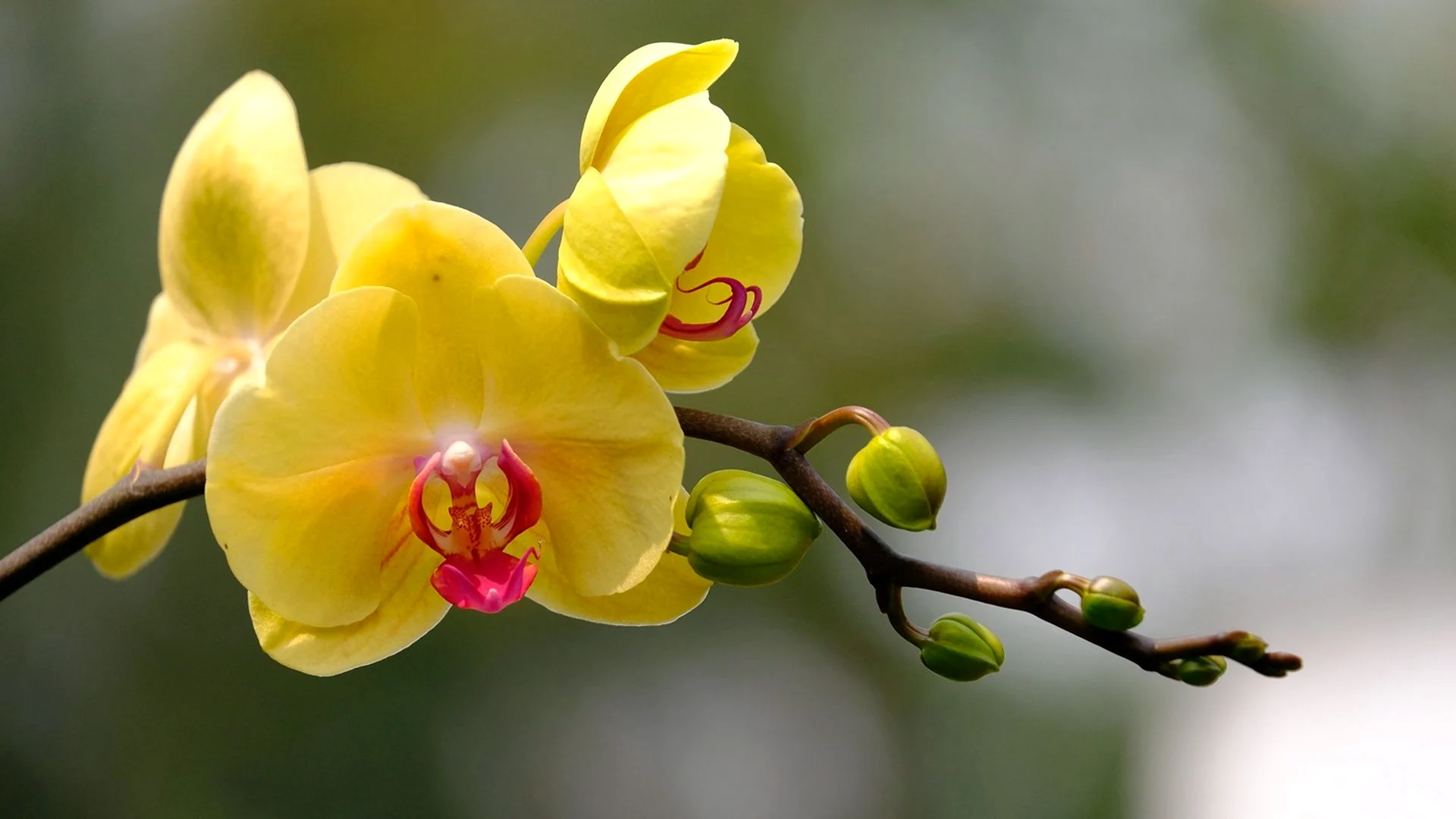 Обои палитра орхидеи
