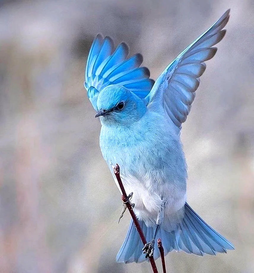 Обыкновенная синяя птица