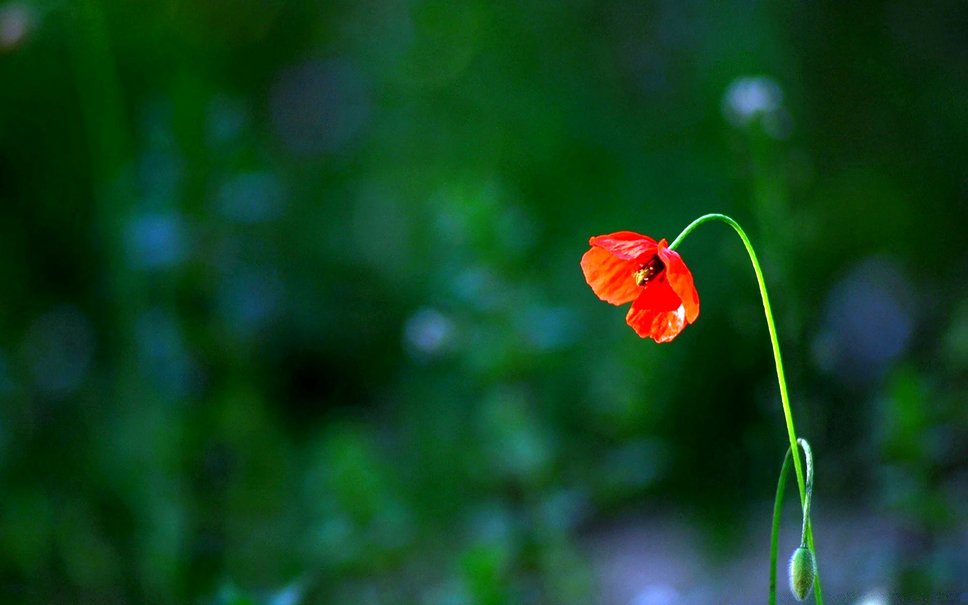 Одинокий цветок