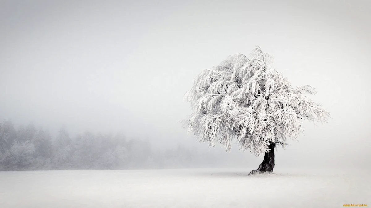Одинокое дерево зимой