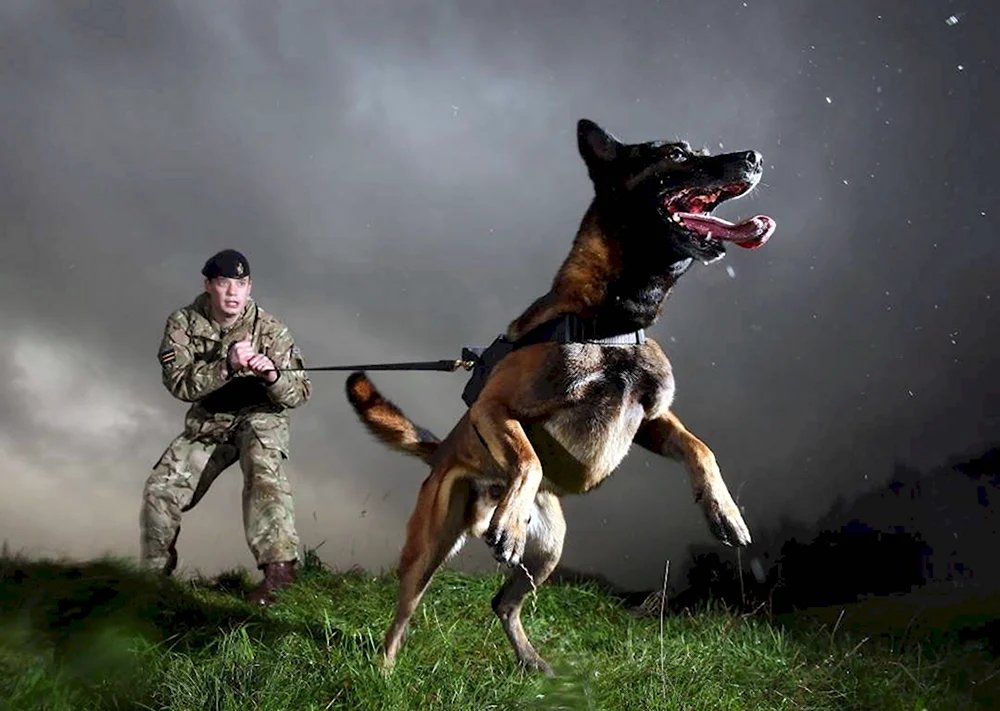Охотничьи собаки военные