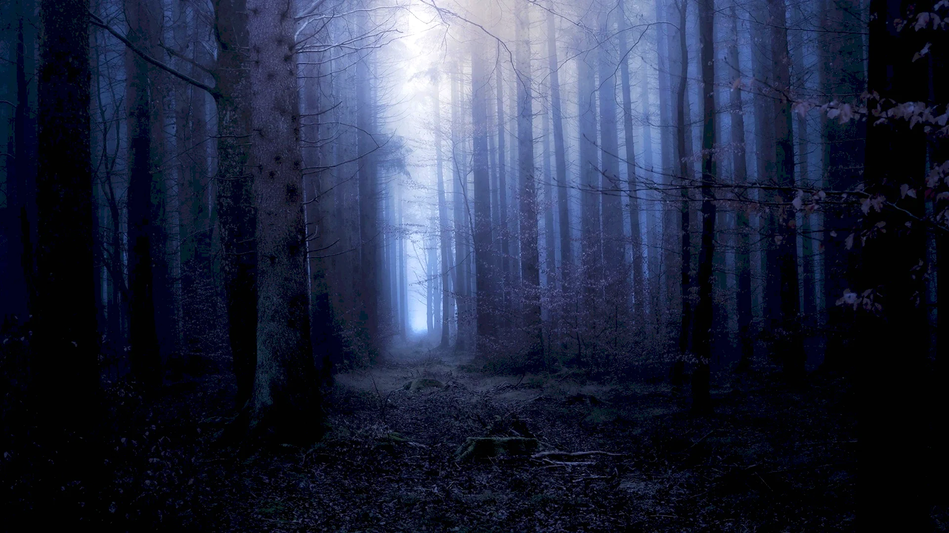 Окраина леса ночью