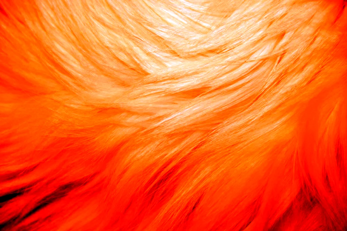 Оранжевая шерсть
