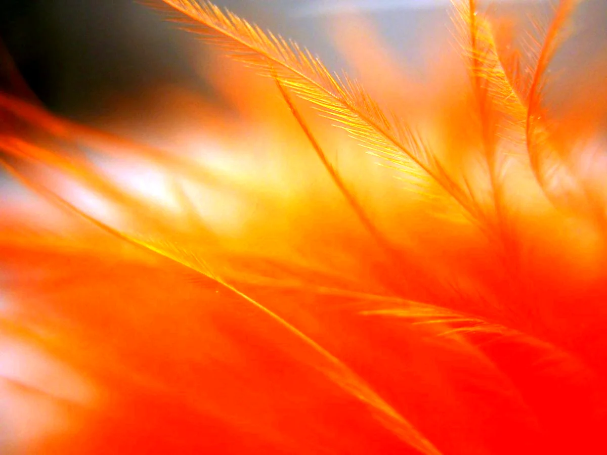 Оранжевые перья