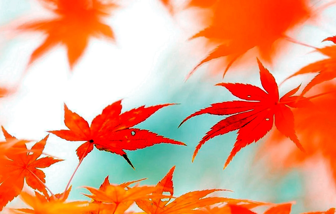 Оранжевый фон с листьями