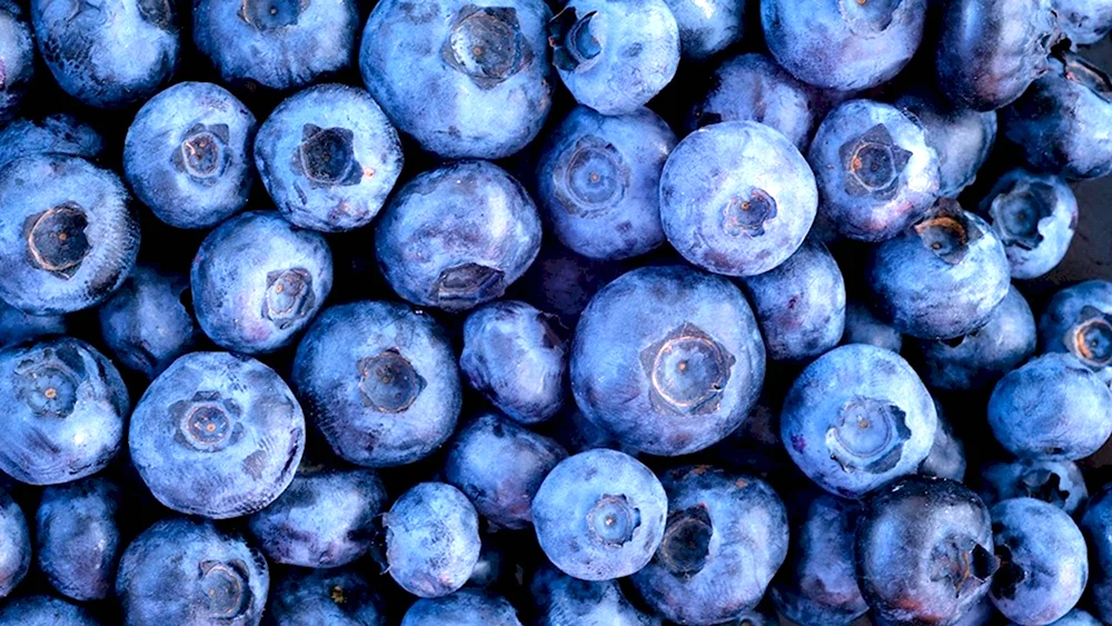 Organic Factory Blueberry