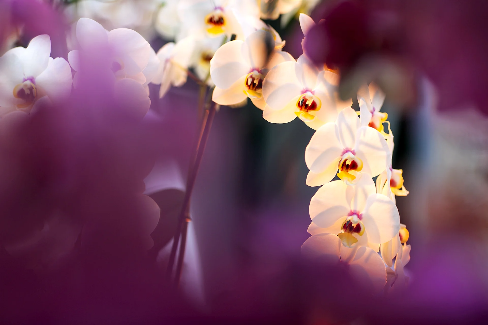 Орхидеи на размытом фоне
