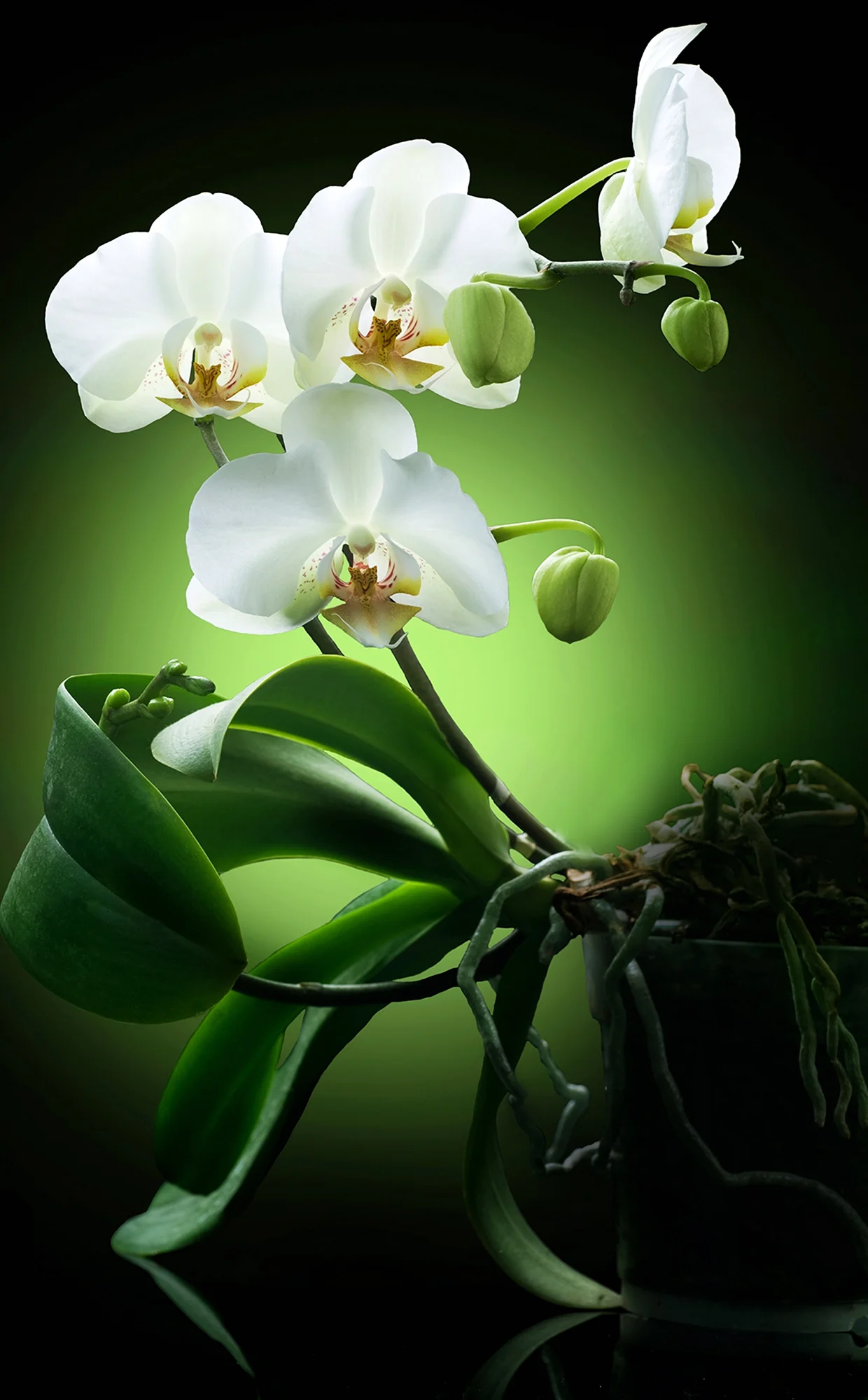 Орхидея бело зеленая