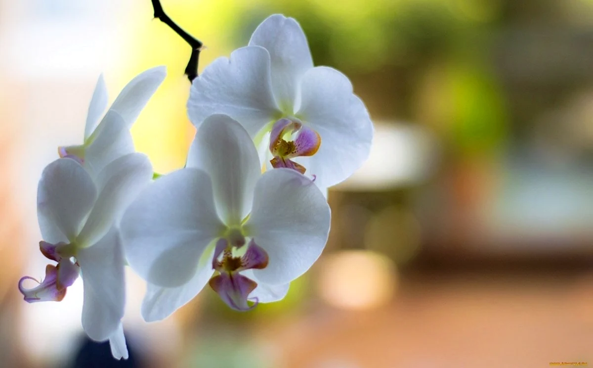 Орхидея бранч