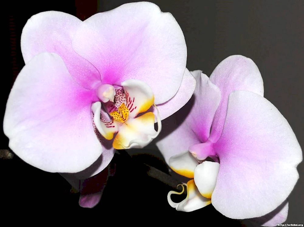 Орхидея фаленопсис Копенгаген