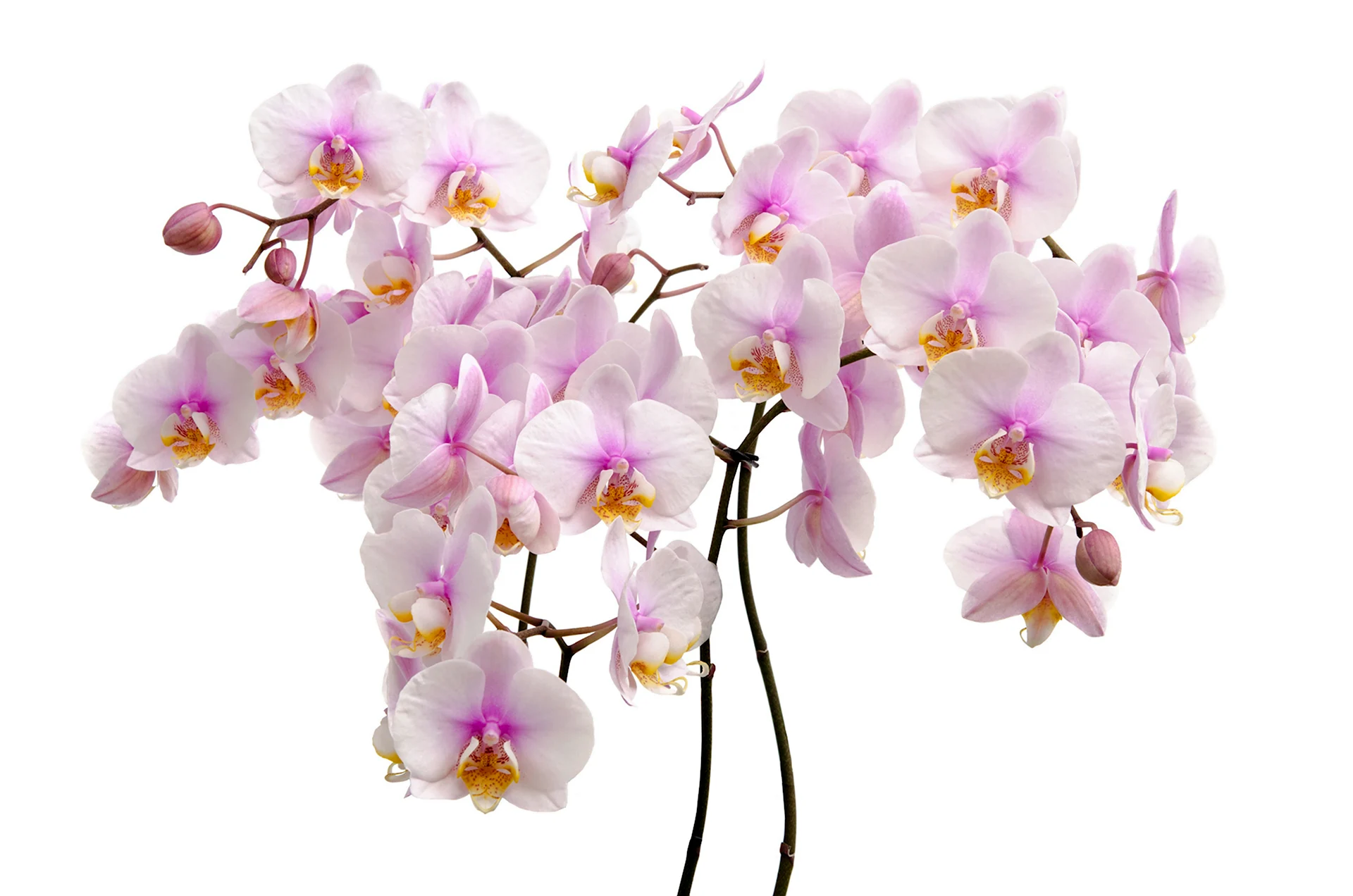 Орхидея фаленопсис на белом фоне