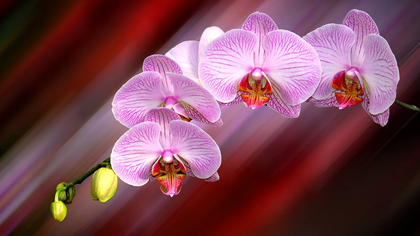Орхидея фаленопсис тиара
