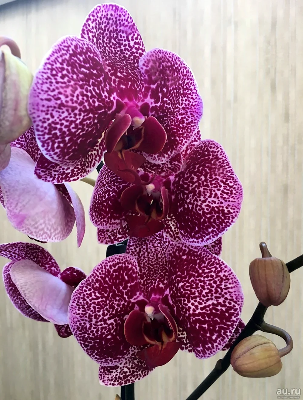 Орхидея Ягуар фаленопсис