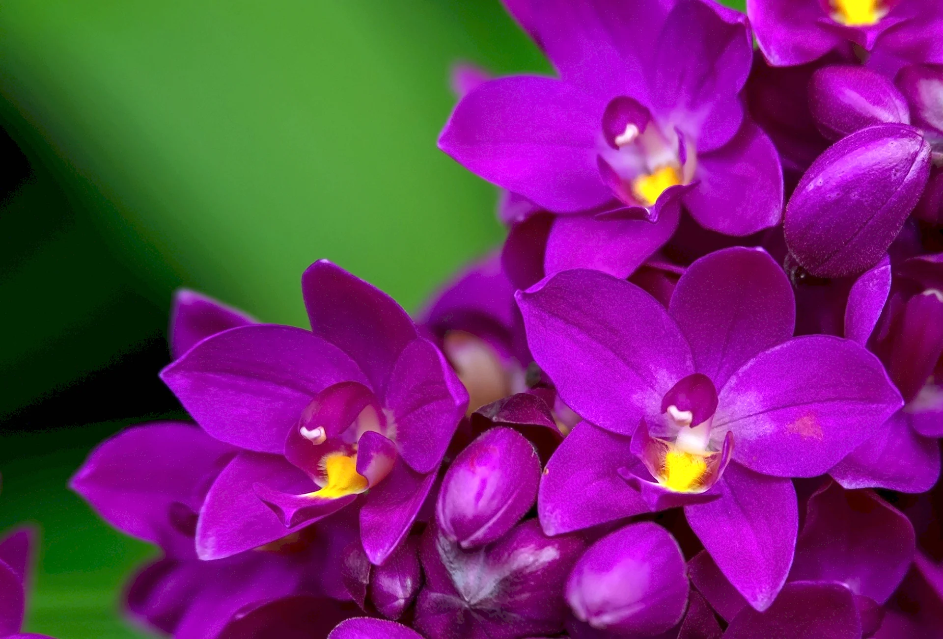 Орхидея лиловый цветок
