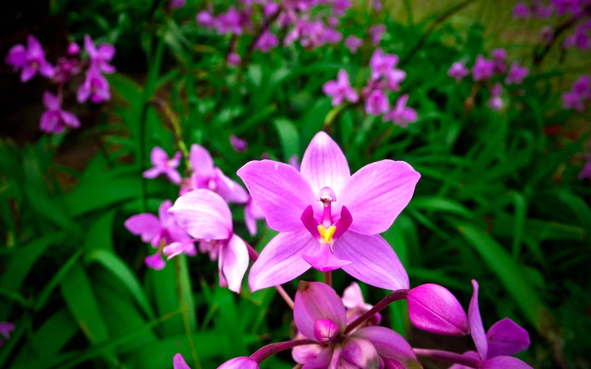 Орхидея Майский цветок