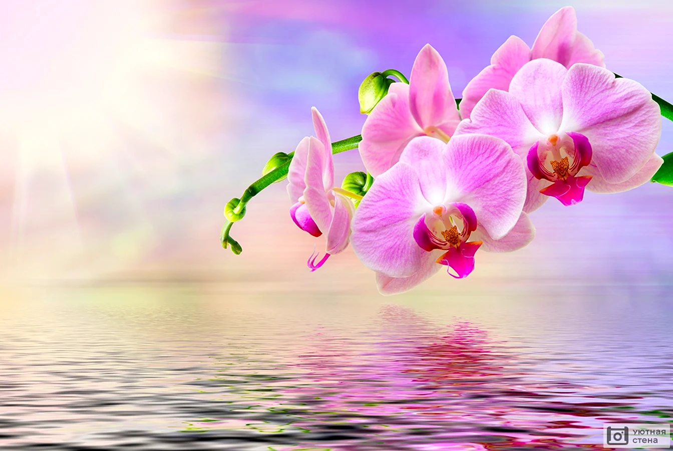 Орхидея над водой