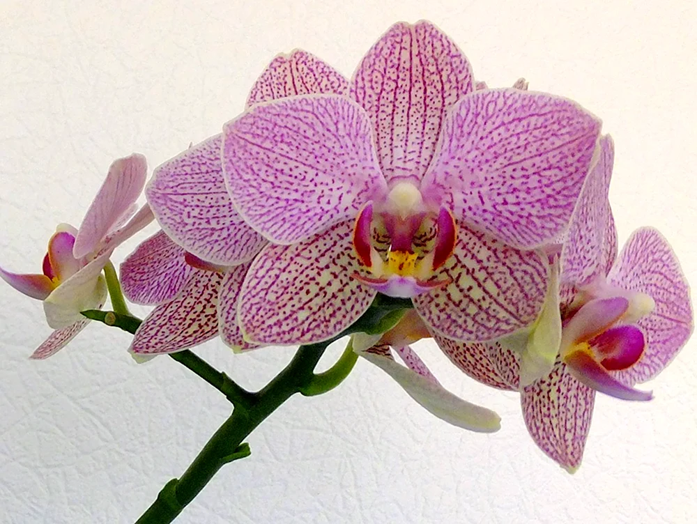 Орхидея Phalaenopsis Demi Deroose