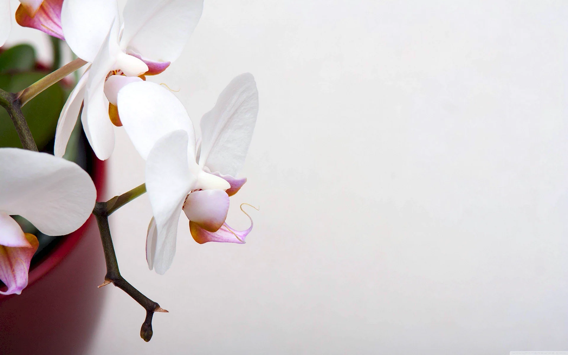 Орхидея Сапорита