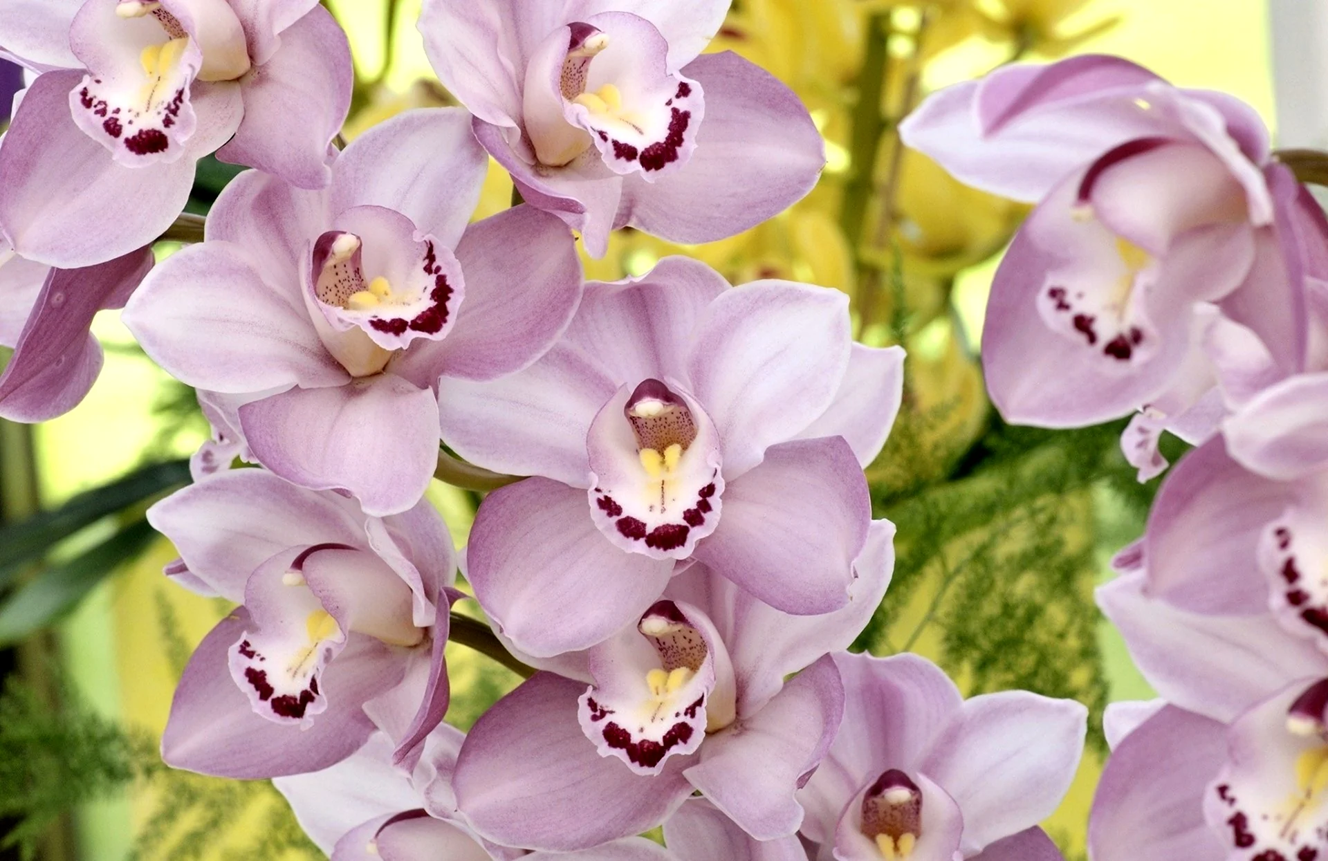 Орхидея Цимбидиум фиолетовая