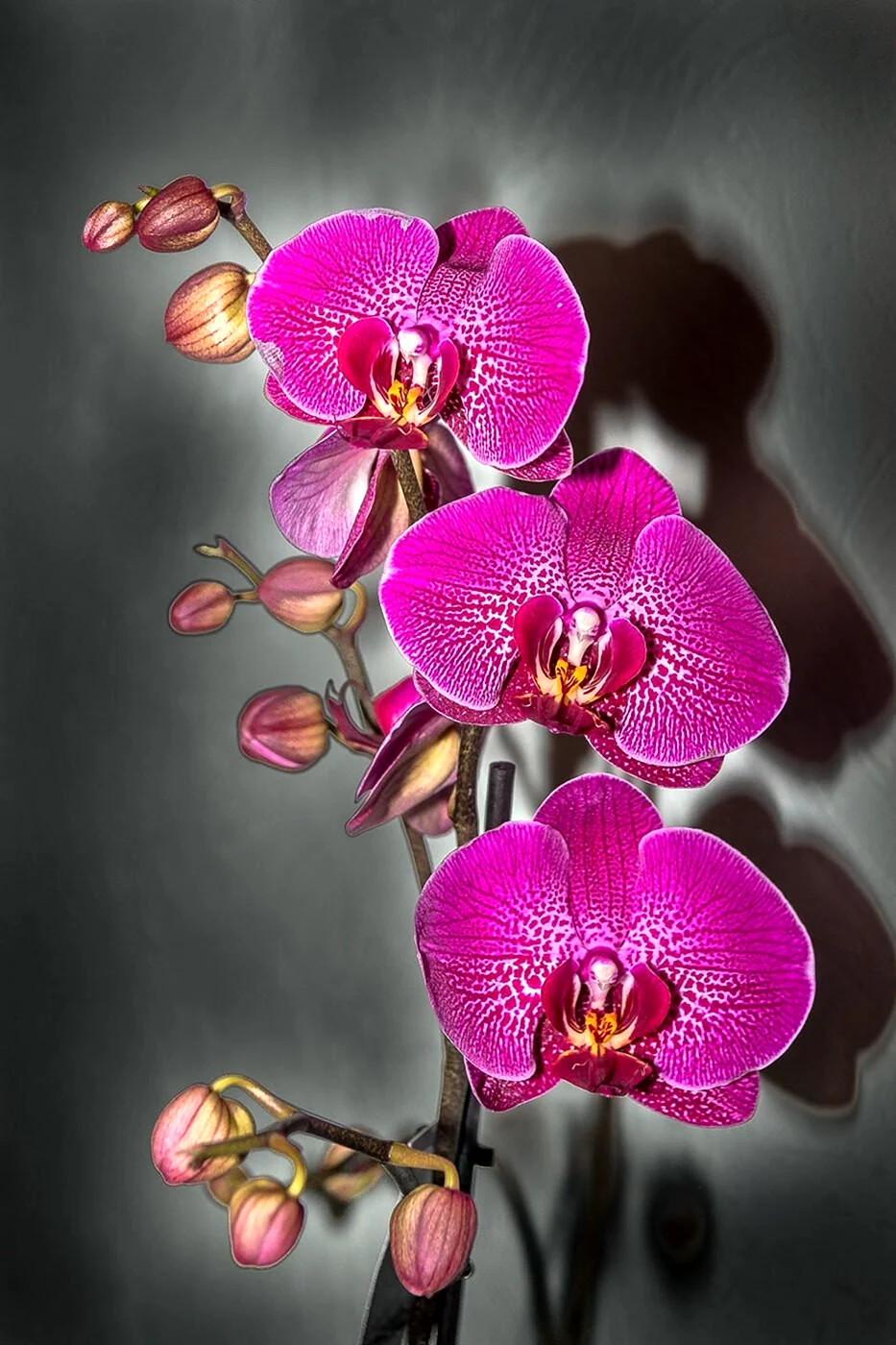 Орхидея вертикальная