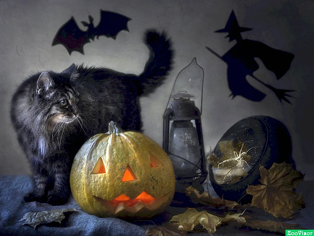 Осень Хэллоуин кот