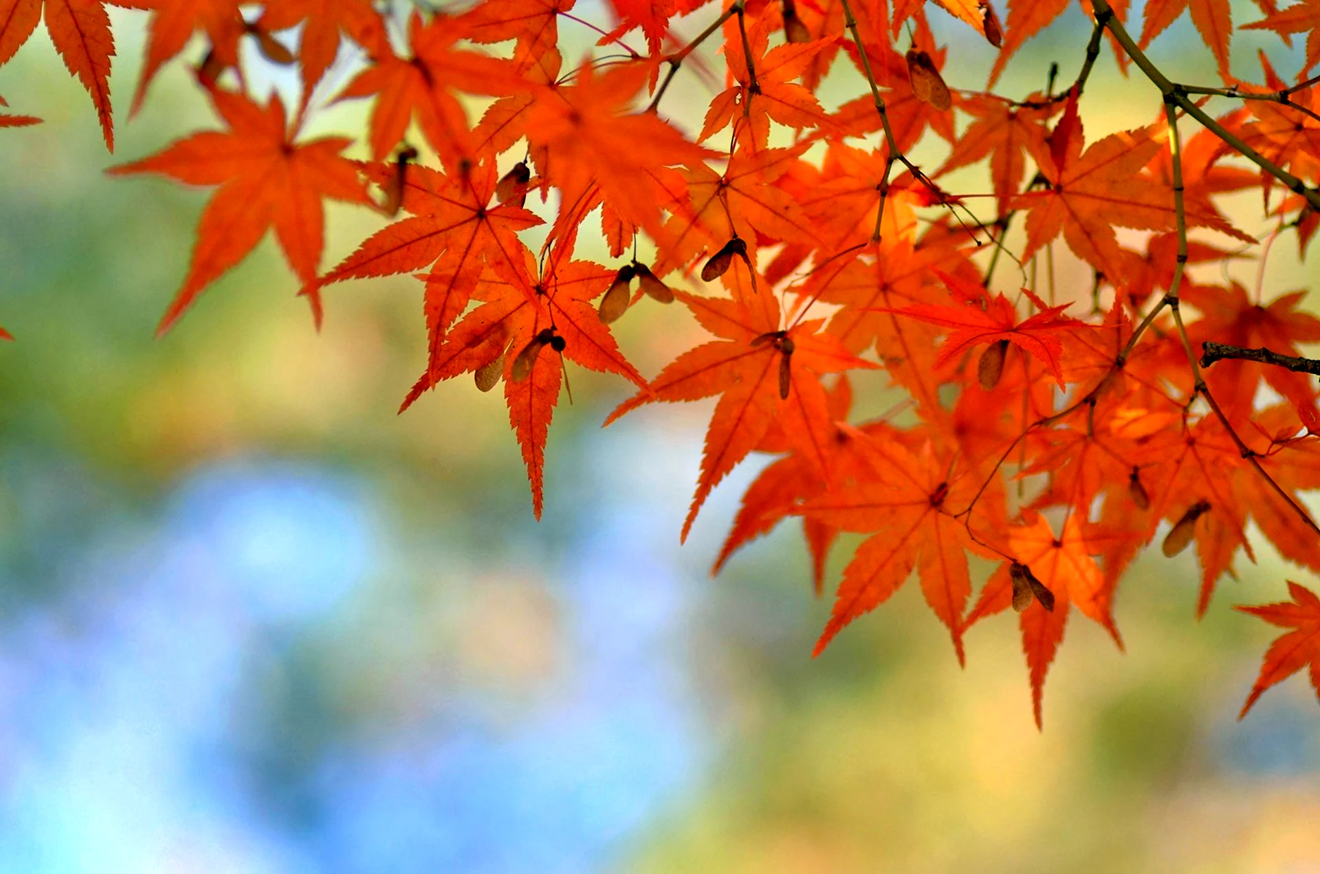 Осень оранжевые листья
