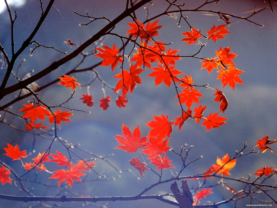 Осенняя ветка