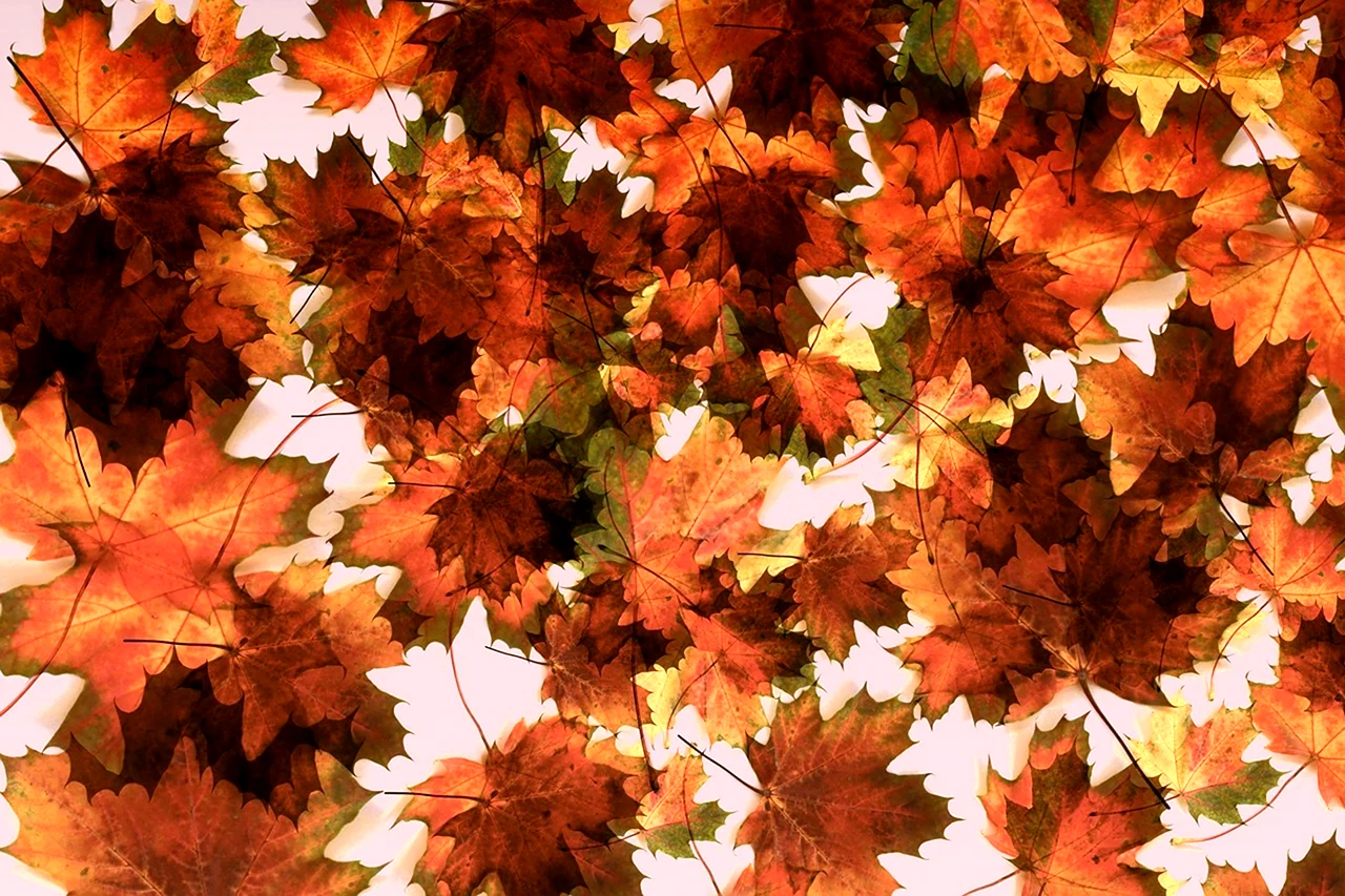 Осенние листья
