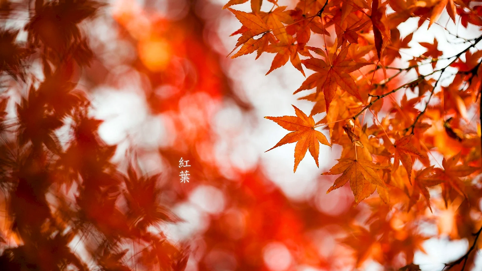 Осенние листья фото