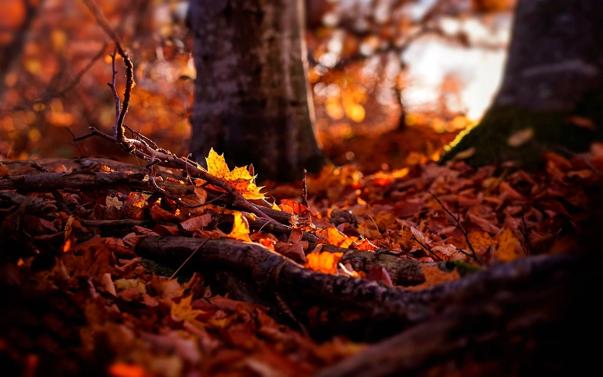 Осенние листья в лесу