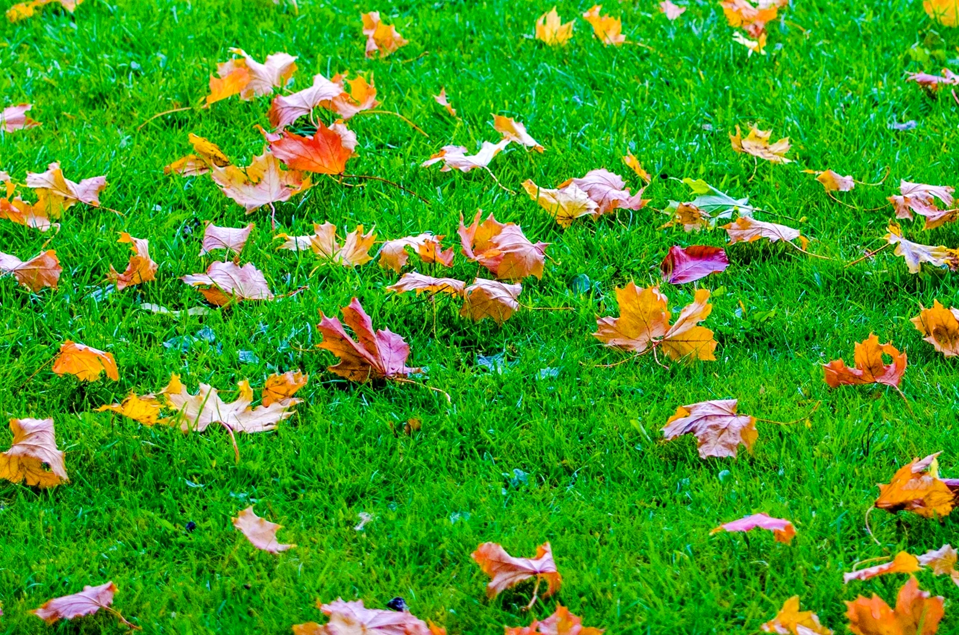 Осенний газон