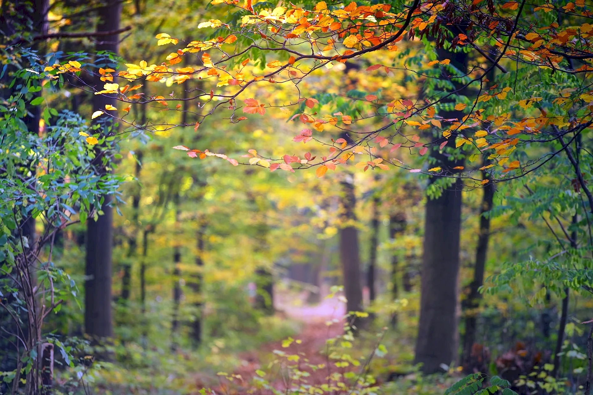 Осенний лес боке