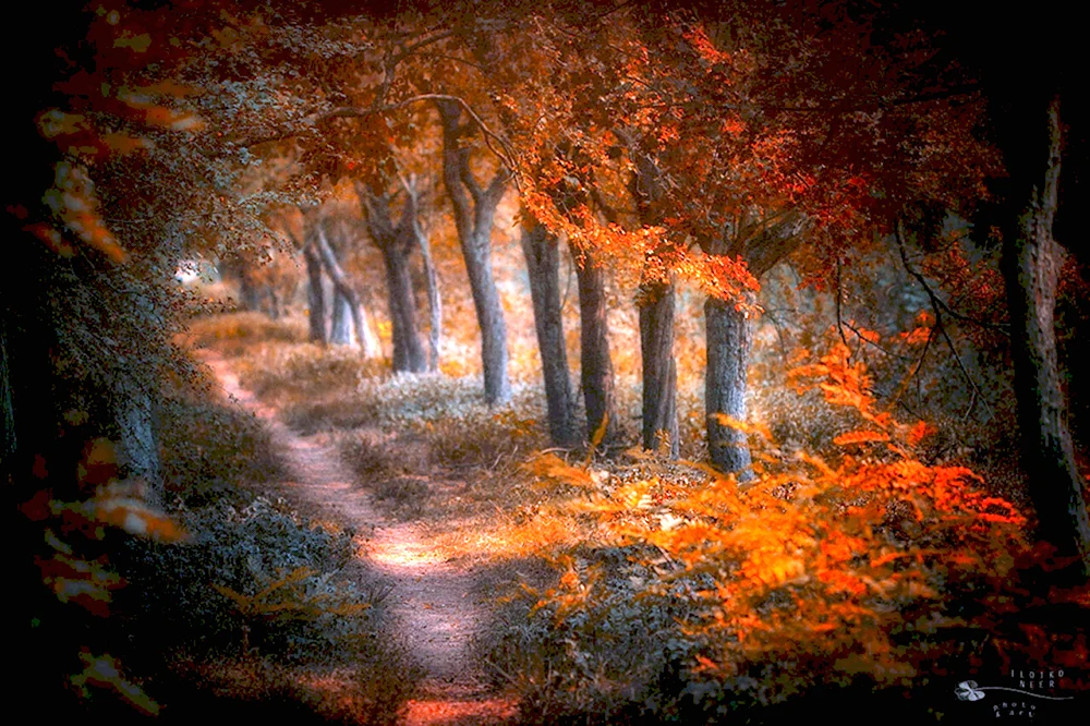 Осенний лес фэнтези