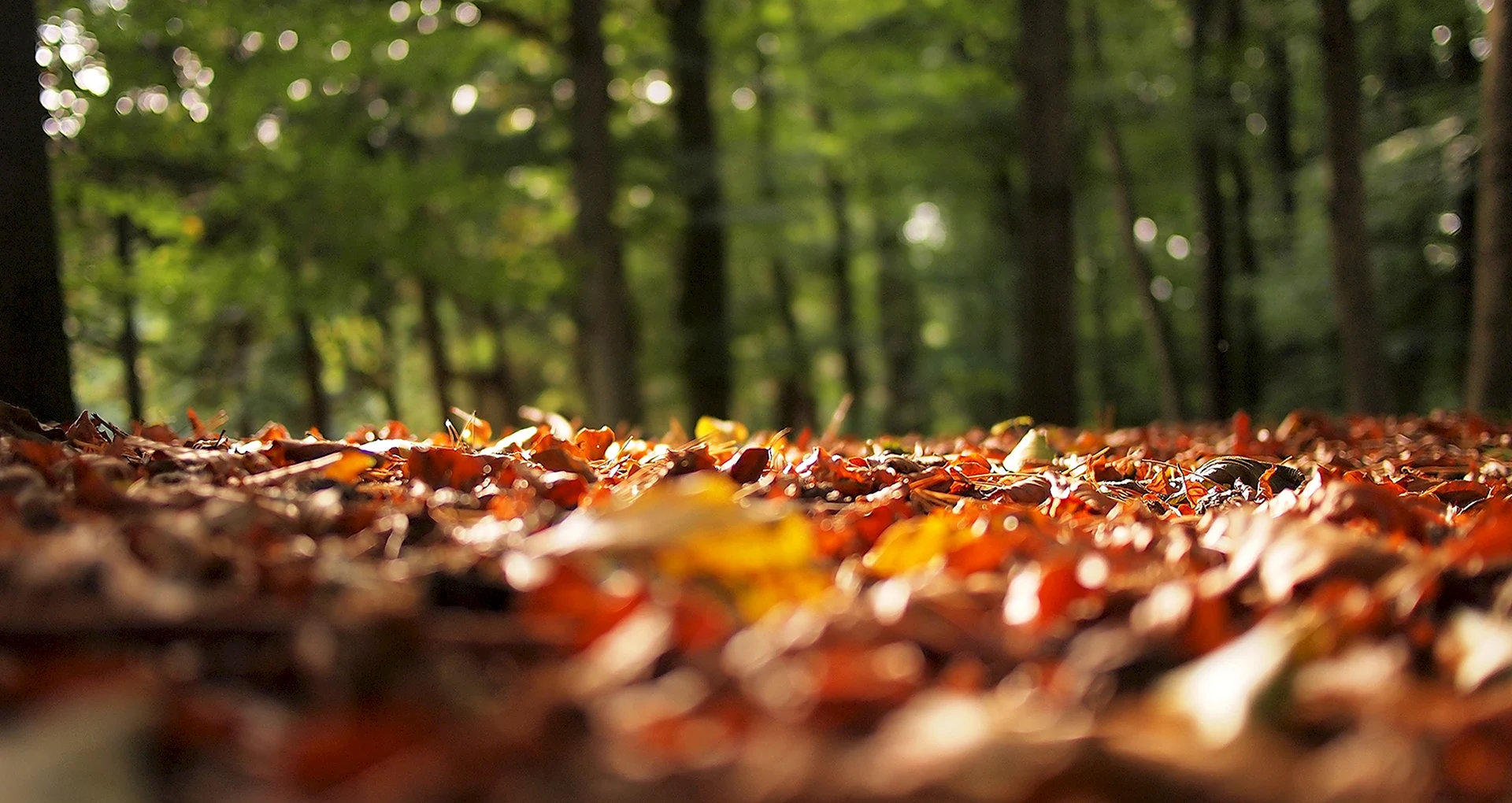 Осенний лес размытый