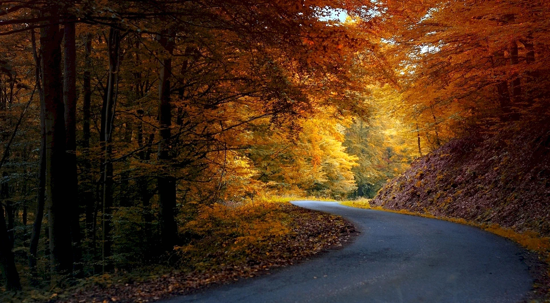 Осенний лес с дорогой