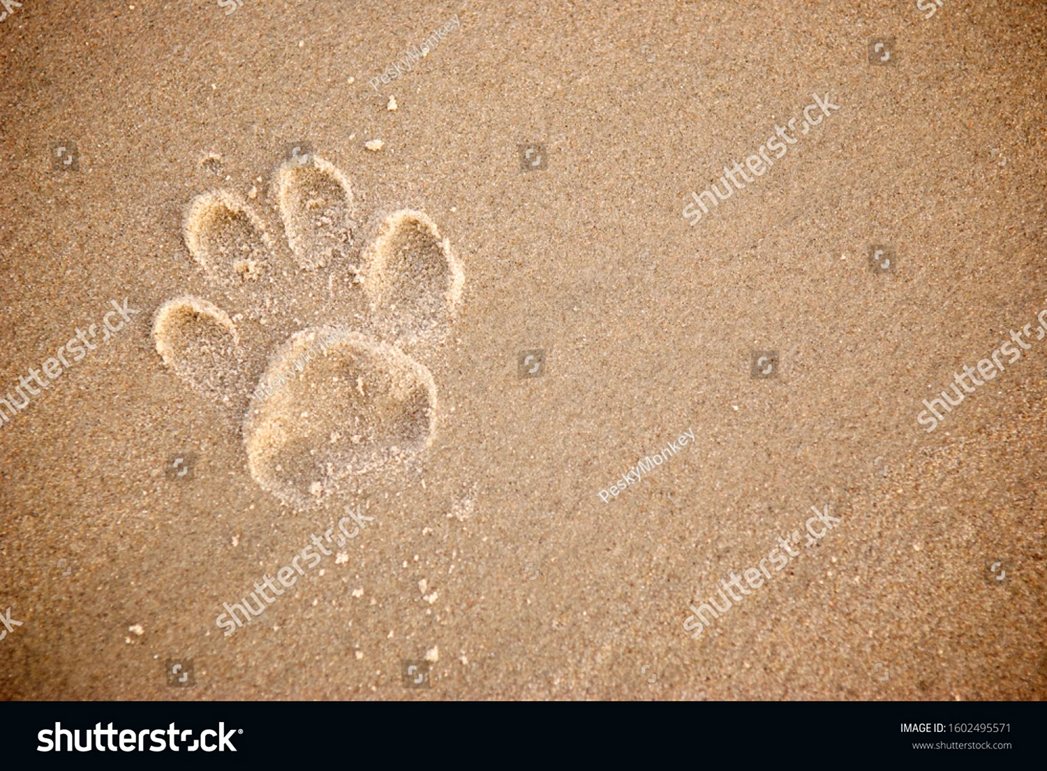 Отпечатки лап на песке