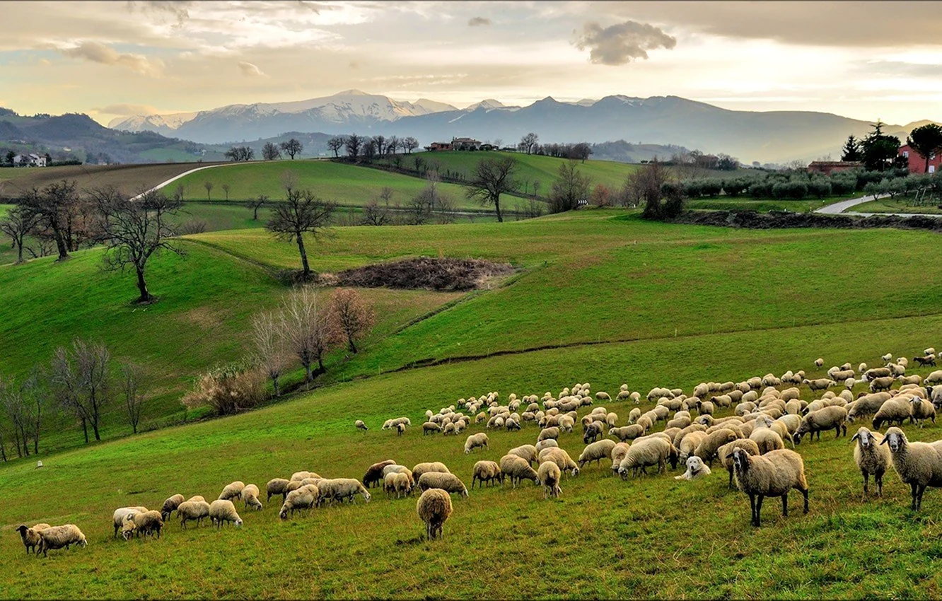 Овцеводство Италия Тоскана