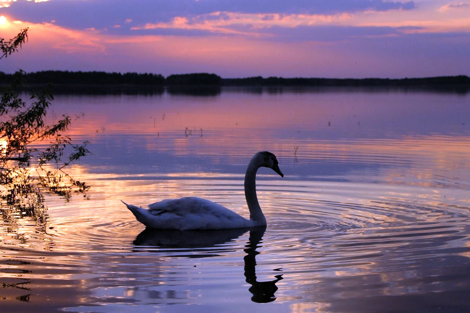 Озеро Нарочь лебеди
