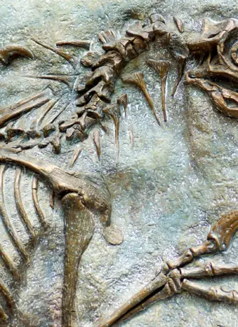 Палеонтология окаменелости
