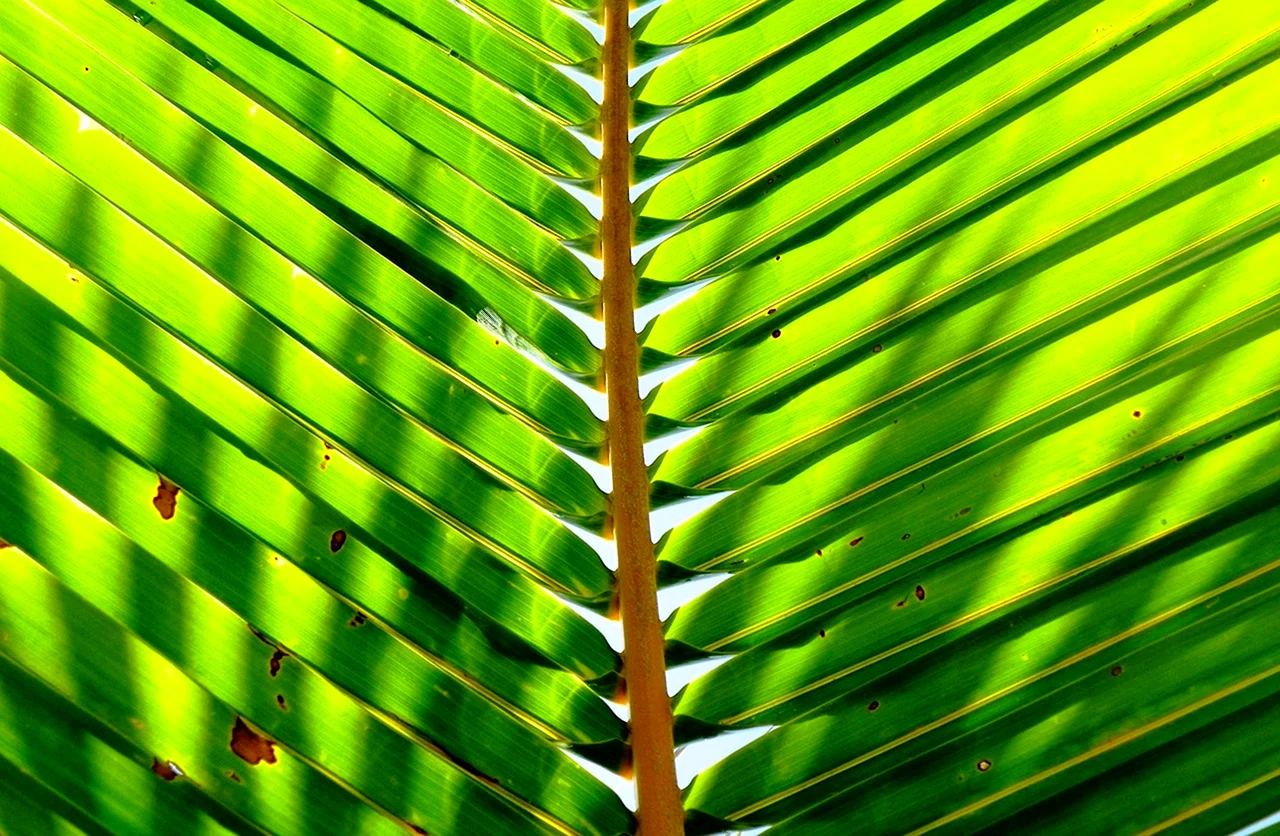 Пальмовые листья Арно