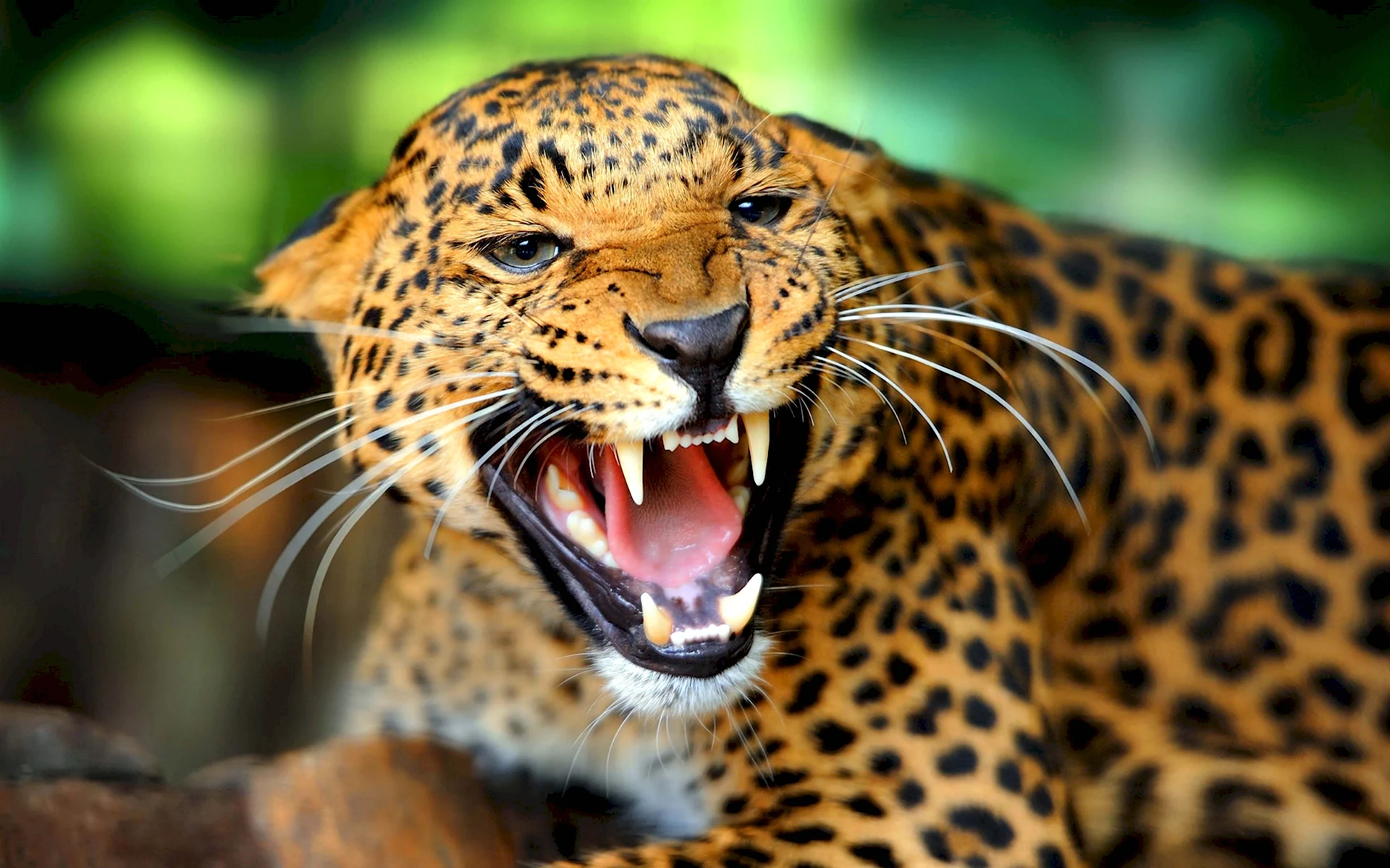 Панарский леопард