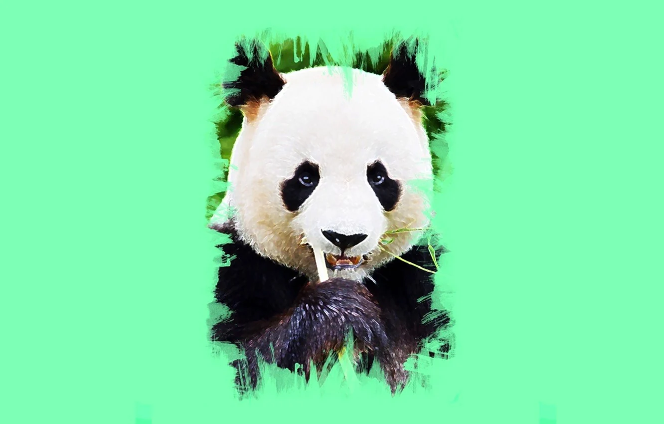 Панда фон