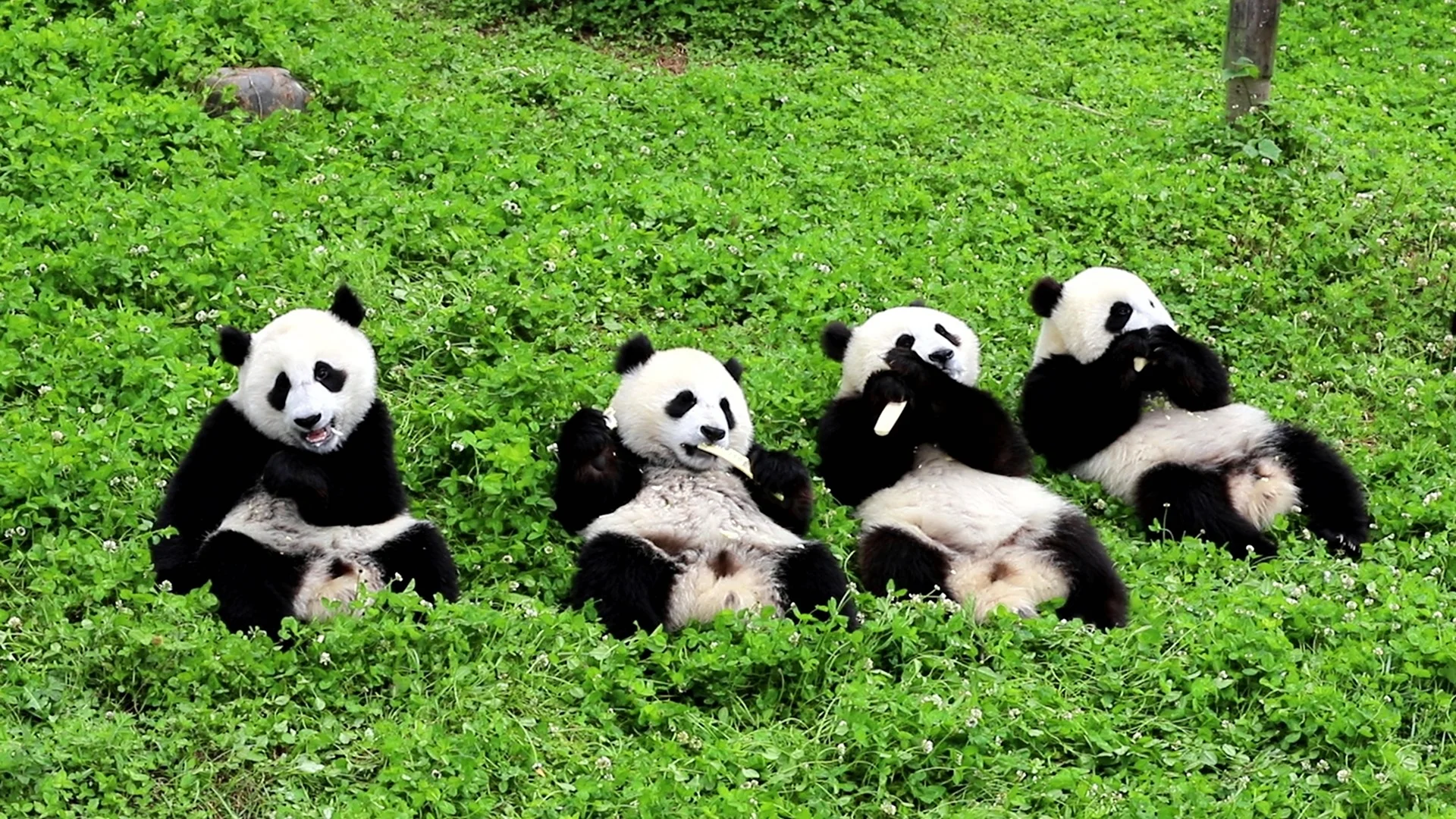 Панды вымирают