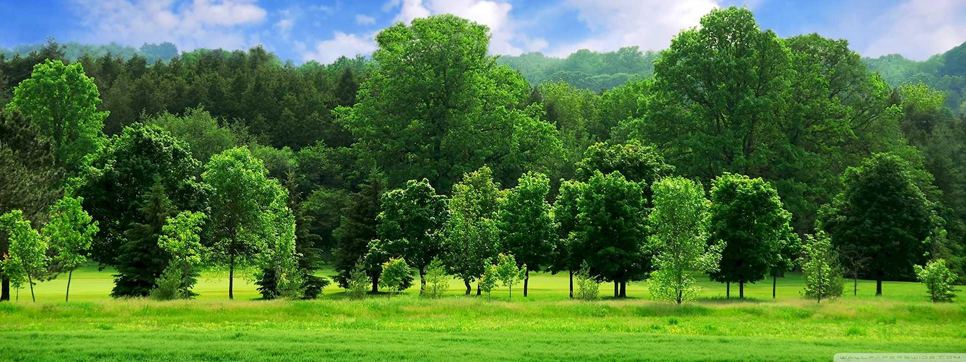 Панорама деревья