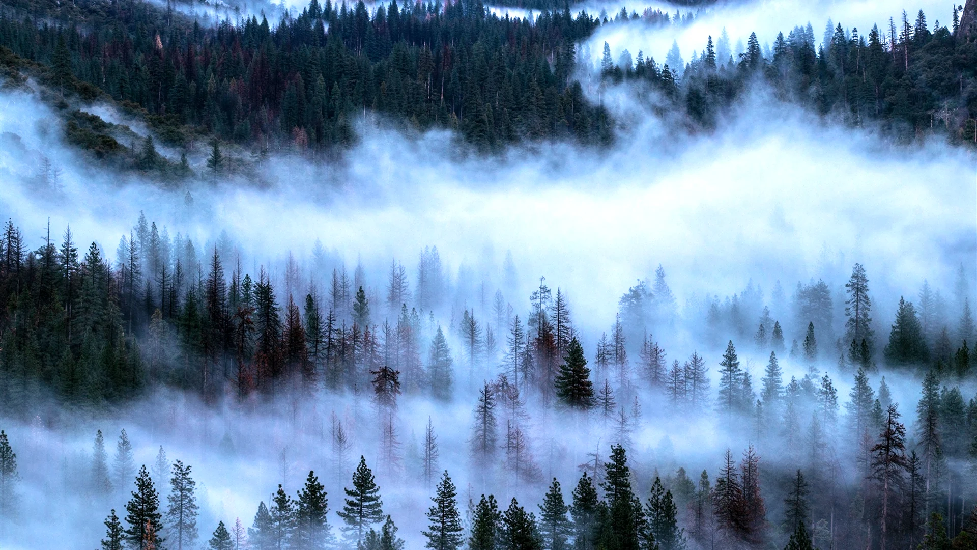 Панорама леса туман