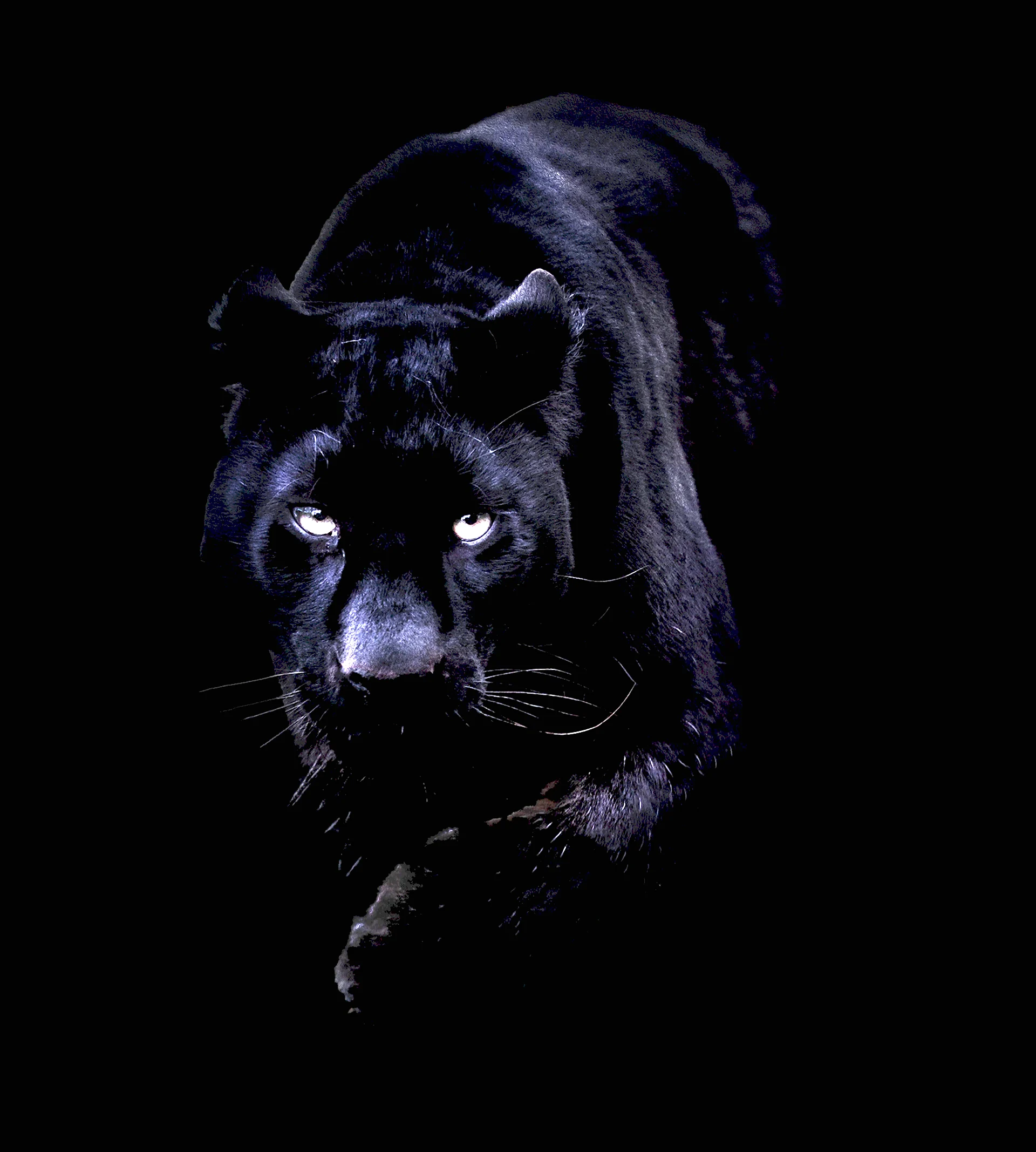 Пантера Ягуар на черном фоне