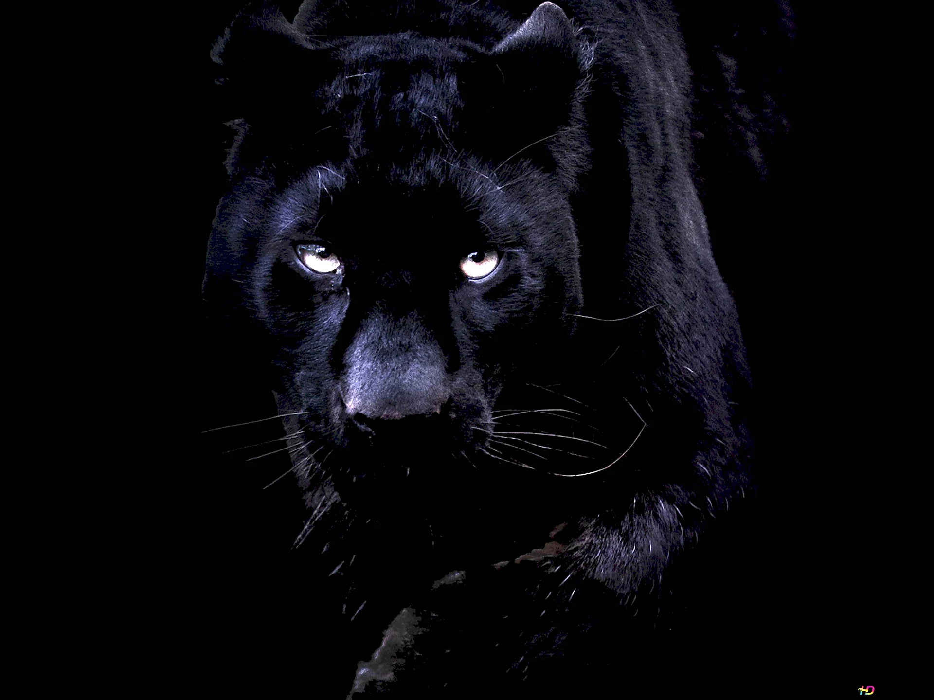 Пантера Ягуар на черном фоне